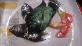 my flowerhorn fish ,angel fish and tetra fish died