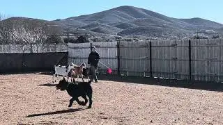 Nyx, Giant Schnauzer 1st time trying herding 4/5