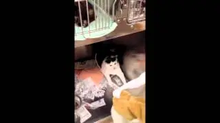 Feline Pain Aggression