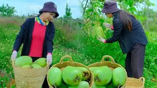 Harvesting Giant Granadilla & Banana Flowers for Market Sell | Profitable Day on My Tropical Farm