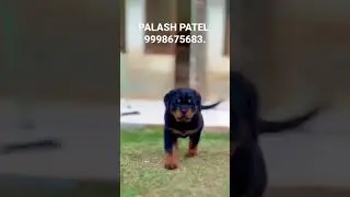 Imported ROTTWEILER Puppies In Ahmedabad Gujarat India. Delivery Available In All Over India.