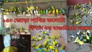 বাজরিগার পাখির দাম জানুন?বিশাল বড় বাজরিগার খামার! বাজরিকা পালনের গোপন তথ্য মাসে ১৫০০০ টাকা আয়