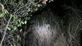 Explorando se oye un grito en la montaña
