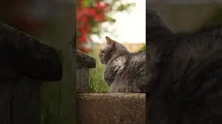 Cute Animals #playfulvideos #playfulsoul