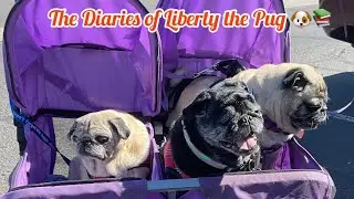 Book Talk: The Diaries of Liberty the Pug 📚 Book Nine: Discombobulated. From the heart ❤️📖🐾