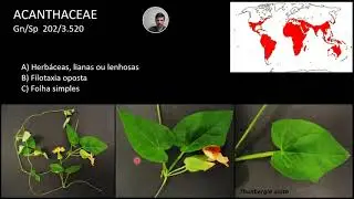 Aster&iacute;deas: Lamiales