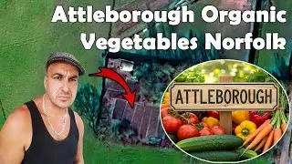 Attleborough Organic vegetables: Paulo&rsquo;s Homestead Farm in Norfolk