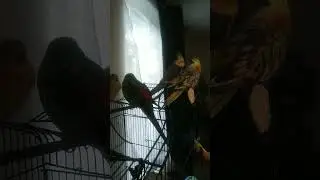 Red Rump Parakeet pair & Cockatiel pair together