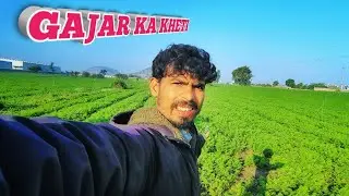 Gajar ki kheti