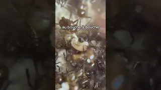 Une fourmi qui nourrit sa larve