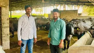 अकलूजमध्ये आला जबरदस्त म्हशींचा लॉट | 16 लीटर दूध देणाऱ्या म्हशी| Dairy farming in Maharashtra