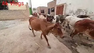 Super Beautiful Cholistani Cow In Pakistan