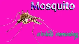मच्छर को इंग्लिश में क्या कहते हैं | mosquito meaning in hindi | machhar ko english mein kya kahate