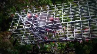 Roof Rat Removal John's Creek 770-363-5350