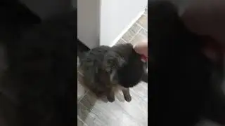 Cute Black Cat stands up for pets