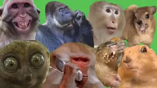 Best Animals Memes