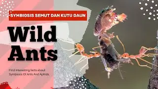 Simbiosis Semut dan kutu daun | mutualisme | #ants #subscribetomychannel
