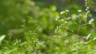 Cry It Out Therapy - Quiet Forest Garden with Sad Piano for Letting Emotions Flow