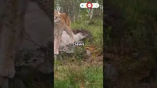 Lynx: The Fantasy Feline in Real Life! #lynx #wildcats #wildlife #youtubeshorts #wilflifefacts