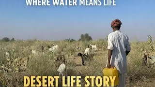 Desert Animal life// How goat survive life in disaster situations in desert