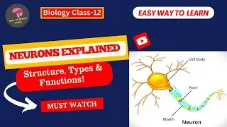 🧠 Neurons Explained: Structure, Types & Functions |Bio_Science Guide