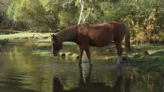 New Forest Ponies 2021