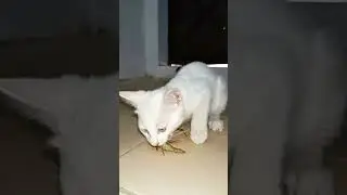 Tiny Hunter's😺 feast  🦗 #cat #meows #catsounds #meowmoew #cute #tinyhunter #shorts