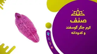 صنف - بیولوژی صنف هشتم- درس ۱۸: کرم جگر گوسفند و کدودانه