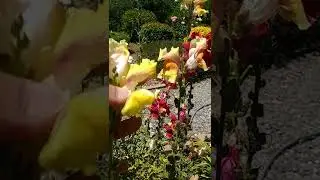 Snapdragon
