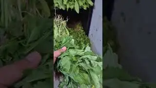 Buying Saags...