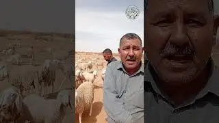 خروف أولادجلال، علامة مسجلة وثروة إستراتيجية تقاوم الظروفLe b&eacute;lier d'Ouled Djellal &agrave; Ouled Djellal