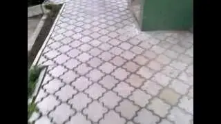 Angry Bird Died!!!