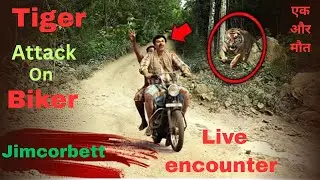 JIM CORBETT TIGER ATTACK ON BIKER | SHOCKING REAL VIDEO 2025 | #jimcorbett #vivekawasthi #akkigurjar