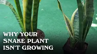 Why your snake plant isn't growing.