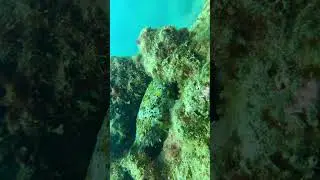 Puffer Fish Hiding in Corals &ndash; Diving in Vietnam&rsquo;s Underwater Paradise 🐡🌊