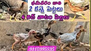 Sold out #రిచ్ వాటం పిల్లలు #2కన్నె పెట్టలు#double body chicks#trending 