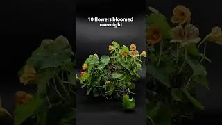 10 Nasturtiums Bloom Overnight 🌸🌙 | Watch the Transformation! #naturevideo #garden #plantgrowth