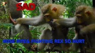 PITY BABY REX SCREAM HURT GETTING HER MOM ROSE BITE WEANING UNDER RAINING VERY COLD |