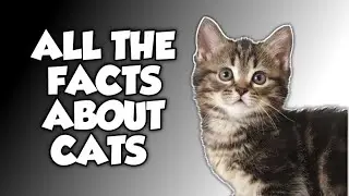 Fascinating Cat Facts That Will Boggle Your Mind