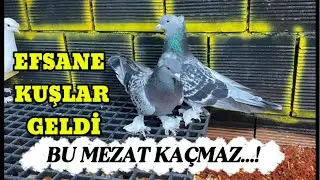 ANKARA OYUN KUŞU MEZATI kanalı canlı yayında