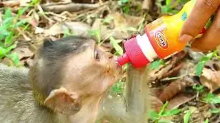 Extra Milk To Orphan Baby Monkey Dustin | Baby Monkey Crying Milk | Newborn Babies Monkey