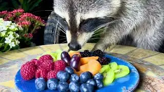 Wild Raccoons Eat Fruit in a Funny Way
