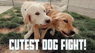 DOG FIGHT | GOLDEN RETRIEVER | SALT LAKE CITY TEMPLE WEDDING