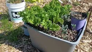 My thoughts as a new gardener/fish,blood,bones!