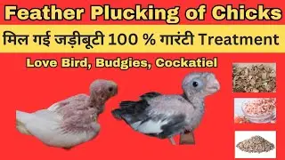 feather plucking