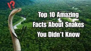 Top 10 Amazing Facts About Snakes You Didn&rsquo;t Know | WildWhisper