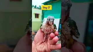 Mango Growth Progress. Small Conure Day to Day growth Timeslap. #bird #parrot