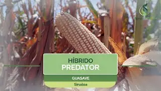 Nuevo h&iacute;brido Predator | Tecnolog&iacute;a agroptimus