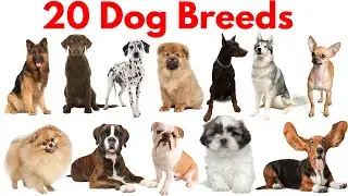 20 Dog Breeds  Name in English & Hindi 🐶 | Kids Learning Video| कुत्तों की नस्लों के नाम