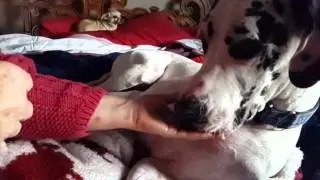 Great Dane Tongue, cleaning hand.